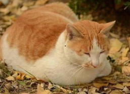 娱乐吃瓜酱猫抢鸡仔,猫界“抢鸡仔”大战，萌态百出！