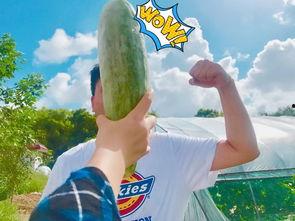 网红吃瓜爆料. com,揭秘娱乐圈幕后真相